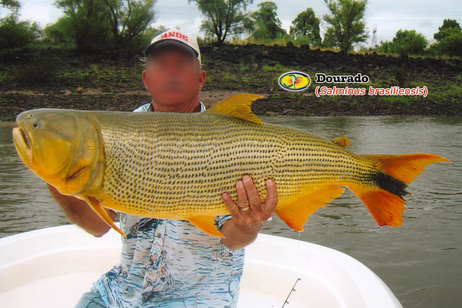 Zoologia PeixeDourado (Salminus brasiliensis)